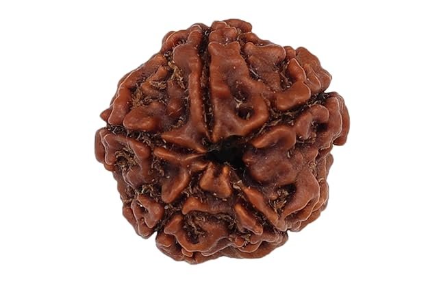 5 Mukhi Nepali Rudraksha