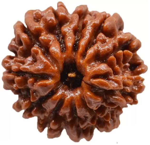 nepali  11 Mukhi Rudraksha